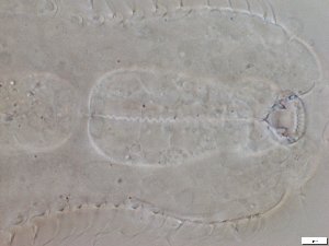  ( - GA_6.1)  @11 [ ] Copyright (2016) Malgorzata Kolicka Department of Animal Taxonomy and Ecology; Adam Mickiewicz University, Poznan