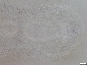  ( - GA_6.1)  @11 [ ] Copyright (2016) Malgorzata Kolicka Department of Animal Taxonomy and Ecology; Adam Mickiewicz University, Poznan