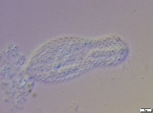  ( - GA_6.3)  @11 [ ] Copyright (2016) Malgorzata Kolicka Department of Animal Taxonomy and Ecology; Adam Mickiewicz University, Poznan