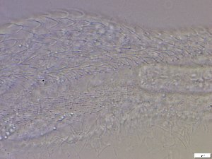  ( - GA_6.3)  @11 [ ] Copyright (2016) Malgorzata Kolicka Department of Animal Taxonomy and Ecology; Adam Mickiewicz University, Poznan