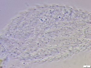  ( - GA_6.3)  @11 [ ] Copyright (2016) Malgorzata Kolicka Department of Animal Taxonomy and Ecology; Adam Mickiewicz University, Poznan