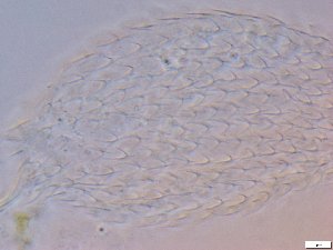  ( - GA_6.3)  @11 [ ] Copyright (2016) Malgorzata Kolicka Department of Animal Taxonomy and Ecology; Adam Mickiewicz University, Poznan