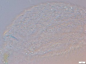 ( - GA_6.3)  @11 [ ] Copyright (2016) Malgorzata Kolicka Department of Animal Taxonomy and Ecology; Adam Mickiewicz University, Poznan