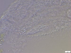  ( - GA_6.3)  @11 [ ] Copyright (2016) Malgorzata Kolicka Department of Animal Taxonomy and Ecology; Adam Mickiewicz University, Poznan
