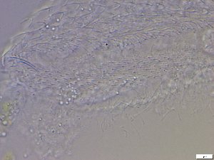  ( - GA_6.3)  @11 [ ] Copyright (2016) Malgorzata Kolicka Department of Animal Taxonomy and Ecology; Adam Mickiewicz University, Poznan