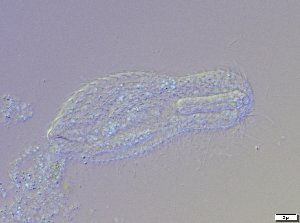  ( - GA_6.3)  @11 [ ] Copyright (2016) Malgorzata Kolicka Department of Animal Taxonomy and Ecology; Adam Mickiewicz University, Poznan