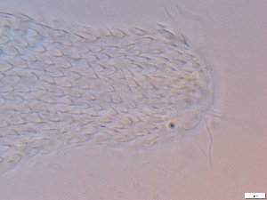  ( - GA_6.3)  @11 [ ] Copyright (2016) Malgorzata Kolicka Department of Animal Taxonomy and Ecology; Adam Mickiewicz University, Poznan