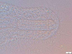  ( - GA_6.3)  @11 [ ] Copyright (2016) Malgorzata Kolicka Department of Animal Taxonomy and Ecology; Adam Mickiewicz University, Poznan