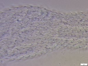  ( - GA_6.3)  @11 [ ] Copyright (2016) Malgorzata Kolicka Department of Animal Taxonomy and Ecology; Adam Mickiewicz University, Poznan