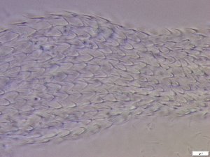  ( - GA_6.3)  @11 [ ] Copyright (2016) Malgorzata Kolicka Department of Animal Taxonomy and Ecology; Adam Mickiewicz University, Poznan