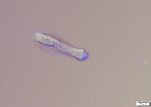  ( - GA_6.5)  @11 [ ] Copyright (2016) Malgorzata Kolicka Department of Animal Taxonomy and Ecology; Adam Mickiewicz University, Poznan