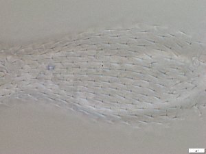  ( - GA_6.5)  @11 [ ] Copyright (2016) Malgorzata Kolicka Department of Animal Taxonomy and Ecology; Adam Mickiewicz University, Poznan