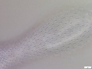  ( - GA_6.5)  @11 [ ] Copyright (2016) Malgorzata Kolicka Department of Animal Taxonomy and Ecology; Adam Mickiewicz University, Poznan
