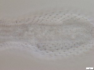  ( - GA_6.5)  @11 [ ] Copyright (2016) Malgorzata Kolicka Department of Animal Taxonomy and Ecology; Adam Mickiewicz University, Poznan
