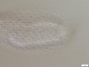  ( - GA_6.5)  @11 [ ] Copyright (2016) Malgorzata Kolicka Department of Animal Taxonomy and Ecology; Adam Mickiewicz University, Poznan