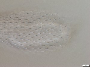  ( - GA_6.5)  @11 [ ] Copyright (2016) Malgorzata Kolicka Department of Animal Taxonomy and Ecology; Adam Mickiewicz University, Poznan
