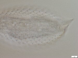  ( - GA_6.5)  @11 [ ] Copyright (2016) Malgorzata Kolicka Department of Animal Taxonomy and Ecology; Adam Mickiewicz University, Poznan