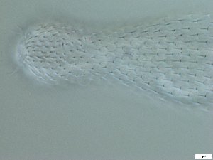  (Chaetonotus gelidus - GA_6.5)  @11 [ ] Copyright (2016) Malgorzata Kolicka Department of Animal Taxonomy and Ecology; Adam Mickiewicz University, Poznan