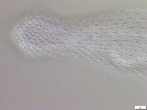  ( - GA_6.5)  @11 [ ] Copyright (2016) Malgorzata Kolicka Department of Animal Taxonomy and Ecology; Adam Mickiewicz University, Poznan