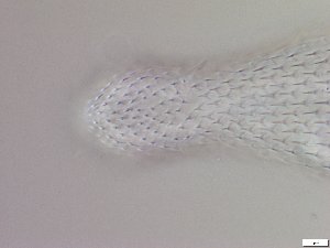  ( - GA_6.5)  @11 [ ] Copyright (2016) Malgorzata Kolicka Department of Animal Taxonomy and Ecology; Adam Mickiewicz University, Poznan