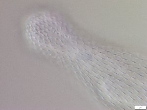  ( - GA_6.5)  @11 [ ] Copyright (2016) Malgorzata Kolicka Department of Animal Taxonomy and Ecology; Adam Mickiewicz University, Poznan