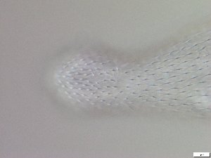 ( - GA_6.5)  @11 [ ] Copyright (2016) Malgorzata Kolicka Department of Animal Taxonomy and Ecology; Adam Mickiewicz University, Poznan