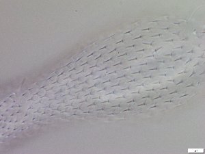  ( - GA_6.5)  @11 [ ] Copyright (2016) Malgorzata Kolicka Department of Animal Taxonomy and Ecology; Adam Mickiewicz University, Poznan