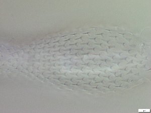  ( - GA_6.5)  @11 [ ] Copyright (2016) Malgorzata Kolicka Department of Animal Taxonomy and Ecology; Adam Mickiewicz University, Poznan