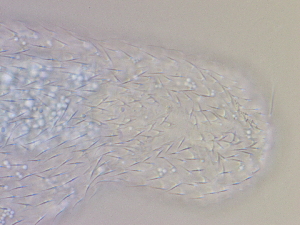  ( - HA_16.11)  @11 [ ] CreativeCommons  Attribution Non-Commercial (2016) Malgorzata Kolicka Department of Animal Taxonomy and Ecology Adam Mickiewicz University Poznan