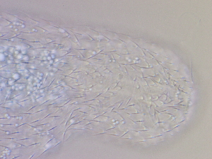  ( - HA_16.11)  @11 [ ] CreativeCommons  Attribution Non-Commercial (2016) Malgorzata Kolicka Department of Animal Taxonomy and Ecology Adam Mickiewicz University Poznan