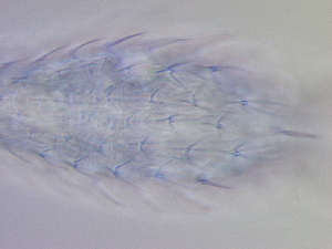  ( - HA_19.39)  @11 [ ] CreativeCommons  Attribution Non-Commercial (2016) Malgorzata Kolicka Department of Animal Taxonomy and Ecology Adam Mickiewicz University Poznan