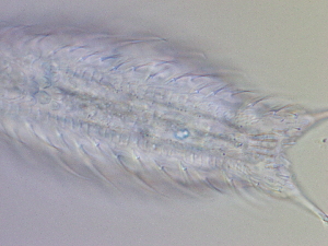  ( - HA_19.39)  @11 [ ] CreativeCommons  Attribution Non-Commercial (2016) Malgorzata Kolicka Department of Animal Taxonomy and Ecology Adam Mickiewicz University Poznan