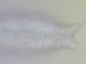  ( - HA_19.39)  @11 [ ] CreativeCommons  Attribution Non-Commercial (2016) Malgorzata Kolicka Department of Animal Taxonomy and Ecology Adam Mickiewicz University Poznan