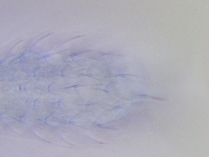  ( - HA_19.39)  @11 [ ] CreativeCommons  Attribution Non-Commercial (2016) Malgorzata Kolicka Department of Animal Taxonomy and Ecology Adam Mickiewicz University Poznan