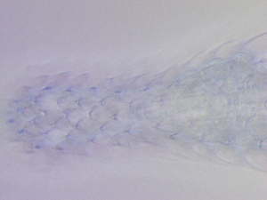  ( - HA_19.39)  @11 [ ] CreativeCommons  Attribution Non-Commercial (2017) Malgorzata Kolicka Department of Animal Taxonomy and Ecology Adam Mickiewicz University Poznan