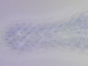  ( - HA_19.39)  @11 [ ] CreativeCommons  Attribution Non-Commercial (2016) Malgorzata Kolicka Department of Animal Taxonomy and Ecology Adam Mickiewicz University Poznan