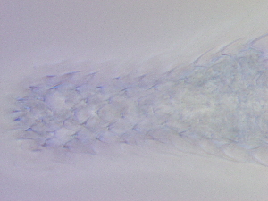  ( - HA_19.39)  @11 [ ] CreativeCommons  Attribution Non-Commercial (2016) Malgorzata Kolicka Department of Animal Taxonomy and Ecology Adam Mickiewicz University Poznan