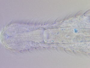  ( - HA_19.39)  @11 [ ] CreativeCommons  Attribution Non-Commercial (2016) Malgorzata Kolicka Department of Animal Taxonomy and Ecology Adam Mickiewicz University Poznan