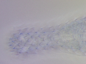  ( - HA_19.39)  @11 [ ] CreativeCommons  Attribution Non-Commercial (2016) Malgorzata Kolicka Department of Animal Taxonomy and Ecology Adam Mickiewicz University Poznan