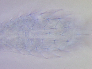  ( - HA_19.39)  @11 [ ] CreativeCommons  Attribution Non-Commercial (2016) Malgorzata Kolicka Department of Animal Taxonomy and Ecology Adam Mickiewicz University Poznan