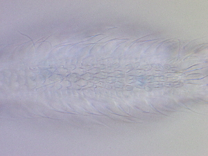  ( - HA_19.39)  @11 [ ] CreativeCommons  Attribution Non-Commercial (2016) Malgorzata Kolicka Department of Animal Taxonomy and Ecology Adam Mickiewicz University Poznan