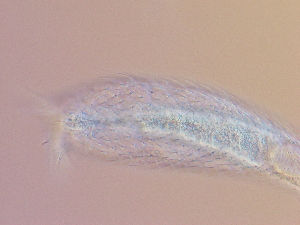  ( - HA_22.55)  @11 [ ] CreativeCommons  Attribution Non-Commercial (2016) Malgorzata Kolicka Department of Animal Taxonomy and Ecology Adam Mickiewicz University Poznan