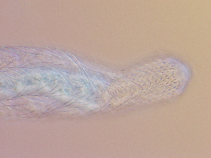  ( - HA_22.55)  @11 [ ] CreativeCommons  Attribution Non-Commercial (2016) Malgorzata Kolicka Department of Animal Taxonomy and Ecology Adam Mickiewicz University Poznan
