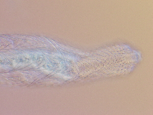  ( - HA_22.55)  @11 [ ] CreativeCommons  Attribution Non-Commercial (2016) Malgorzata Kolicka Department of Animal Taxonomy and Ecology Adam Mickiewicz University Poznan