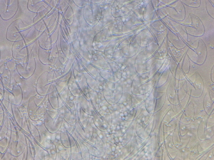  ( - HA_22.55)  @11 [ ] CreativeCommons  Attribution Non-Commercial (2016) Malgorzata Kolicka Department of Animal Taxonomy and Ecology Adam Mickiewicz University Poznan