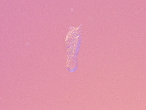 (Chaetonotus cf. hornsundi - HA_24.18)  @11 [ ] CreativeCommons  Attribution Non-Commercial (2016) Malgorzata Kolicka Department of Animal Taxonomy and Ecology Adam Mickiewicz University Poznan