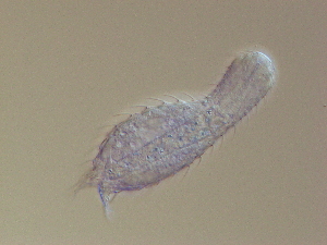  ( - HA_24.100)  @11 [ ] CreativeCommons  Attribution Non-Commercial (2016) Malgorzata Kolicka Department of Animal Taxonomy and Ecology Adam Mickiewicz University Poznan
