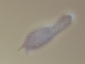  ( - HA_24.100)  @11 [ ] CreativeCommons  Attribution Non-Commercial (2016) Malgorzata Kolicka Department of Animal Taxonomy and Ecology Adam Mickiewicz University Poznan