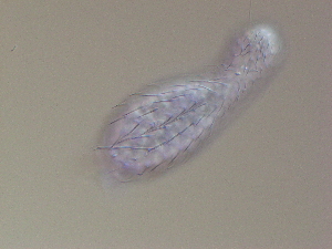  ( - HA_24.100)  @11 [ ] CreativeCommons  Attribution Non-Commercial (2016) Malgorzata Kolicka Department of Animal Taxonomy and Ecology Adam Mickiewicz University Poznan