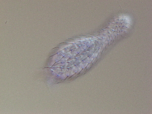  ( - HA_24.100)  @11 [ ] CreativeCommons  Attribution Non-Commercial (2016) Malgorzata Kolicka Department of Animal Taxonomy and Ecology Adam Mickiewicz University Poznan